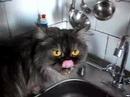 demon-like cat quenching its thirst!