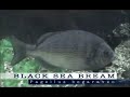 UK Sea Fish