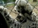 meet_2787 with leopard 4
