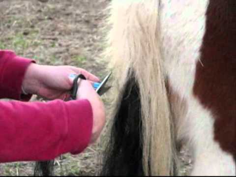 how to hitch horse hair