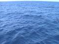 Wild dolphins Wild dolphins