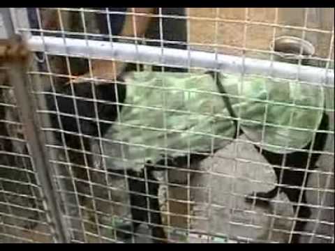 Greyhound Rescue
