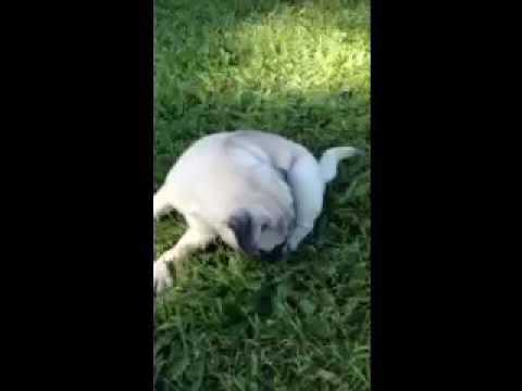 A video of Lacie playing