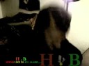 HASSANI BROWN