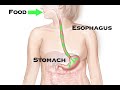 Understanding Acid Reflux Disease (Health Tip)