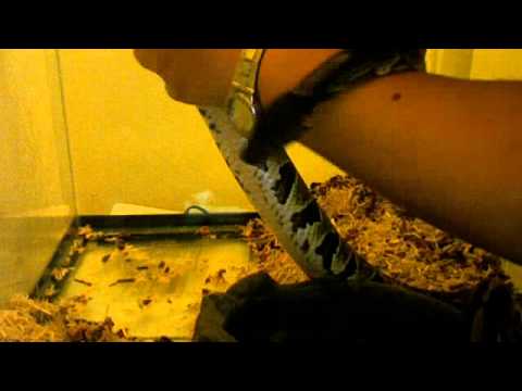 how to properly pick up a ball python