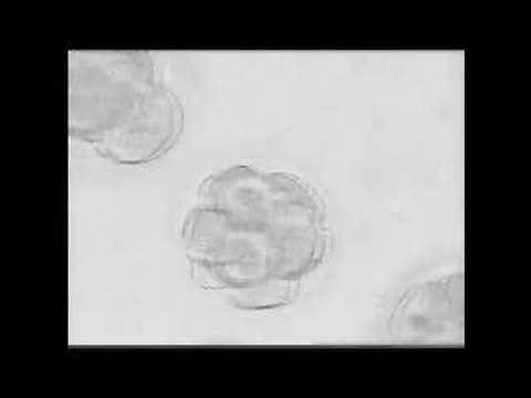 embryo development video