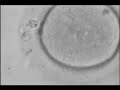 embryo development video