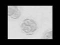 embryo development video