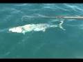 Gaffing offshore gamefish