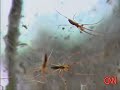 Monster Spider Web in Texas _loop fixed Monster Spider Web in Texas _loop fixed