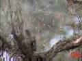 Monster Spider Web in Texas _loop fixed Entomologists are debating the origin and rarity of a sprawling spider web that blankets several trees, shrubs and the ground along a 200-yard stretch of trail 