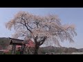 桜玉吉