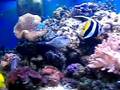 my 125 gallon reef tank