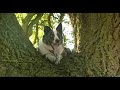 Tree Climbing Dog!