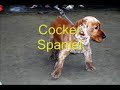 Championship of canine beauty (Campeonato beleza canina)