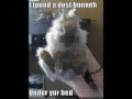 funny cats 2 icanhascheezburger