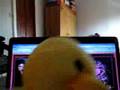 The duck story by Punkyrock