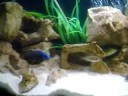 Sciaenochromis Fryeri