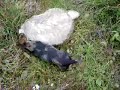 Badger +dog
