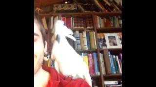 Un perroquet qui danse sur Daft Punk