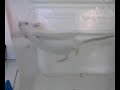 Test de la nage forc�e sur souris swiss