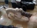 peleas caninas clandestinas