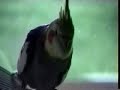 Funny Sounding Cockatiel! (2)