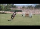 Suganda For Sale Holsteiner Jumper Mare