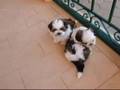 Shih