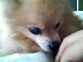 Chappy\ Chappy\