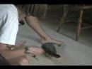 Manzi Amazing Color Tricks Cool African Grey Manzi Amazing Color Tricks Cool African Grey