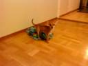 Horny Rocky 05 Horny Rocky 05