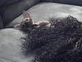 LANY loves hair