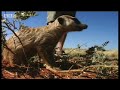 Never seen before glimpse into meerkat life -  BBC wildlife