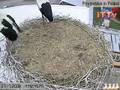 Przygodzice - first truly long flight of 2 storks