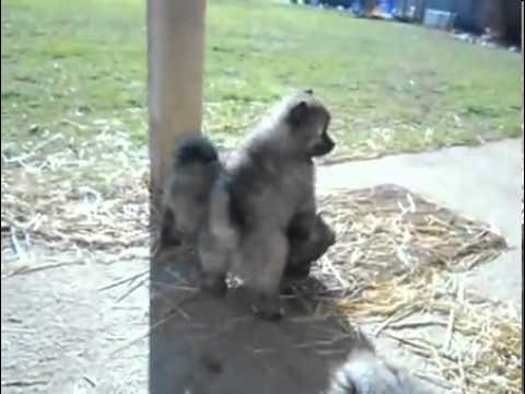 Male Keeshond Puppy