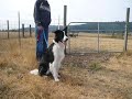 Ollie at Wolston Farms