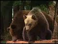 Grouse Mountain Grizzly Bear Rehab