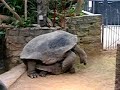 Aldabra turtle mating Aldabra turtle mating