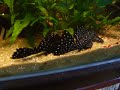 Leporacanthius cf. galaxias L240 no 2 Leporacanthius cf. galaxias L240 no 2