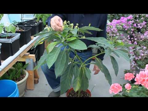 video-linktoworks-Growing Avocado Tree From Seed
