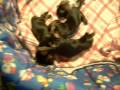 videos de yorkshire filhotes 2
