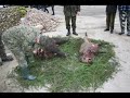 To jest film przedstawiający 2 polowania zbiorowe. Hunt in wild boar