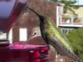 Hummers and Bees
