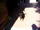 doggie cartwheel and chasing tail