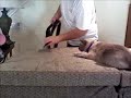 Vacuuming with Siamese