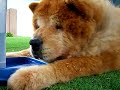 K-Pup... I\