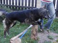Roki