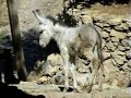 welcome-to-zenan-village.html